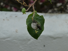 Mellisuga minima