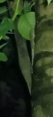 Gekko gecko