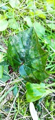 Cyclamen africanum image