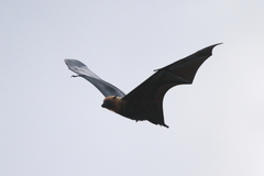 Pteropus seychellensis seychellensis