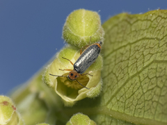 Hylodanacaea binotata