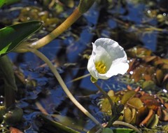 Sagittaria rhombifolia, photograph author not stated, no rights reserved
