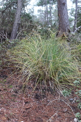 Xerophyllum tenax