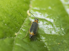 Hylodanacaea binotata