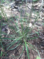 Plantago nivea