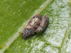Diontolobus punctipennis