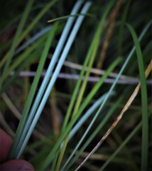 Xerophyllum tenax