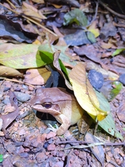 Leptodactylus didymus