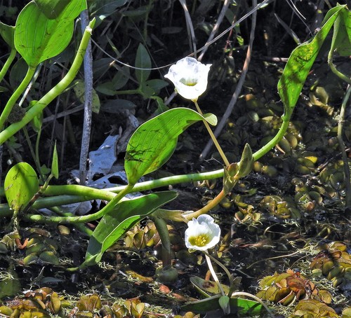 Sagittaria rhombifolia, photograph 2