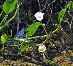 Sagittaria rhombifolia, photograph author not stated, no rights reserved