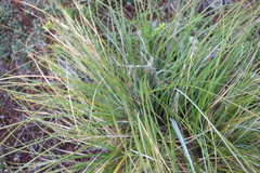 Xerophyllum tenax