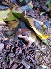 Leptodactylus didymus