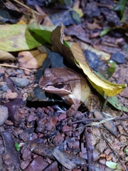 Leptodactylus didymus