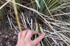 Xerophyllum tenax