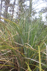 Xerophyllum tenax