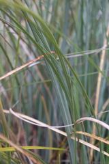Xerophyllum tenax