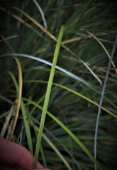 Xerophyllum tenax