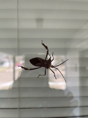 Acanthocephala declivis