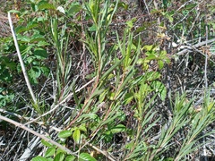 Baccharis
