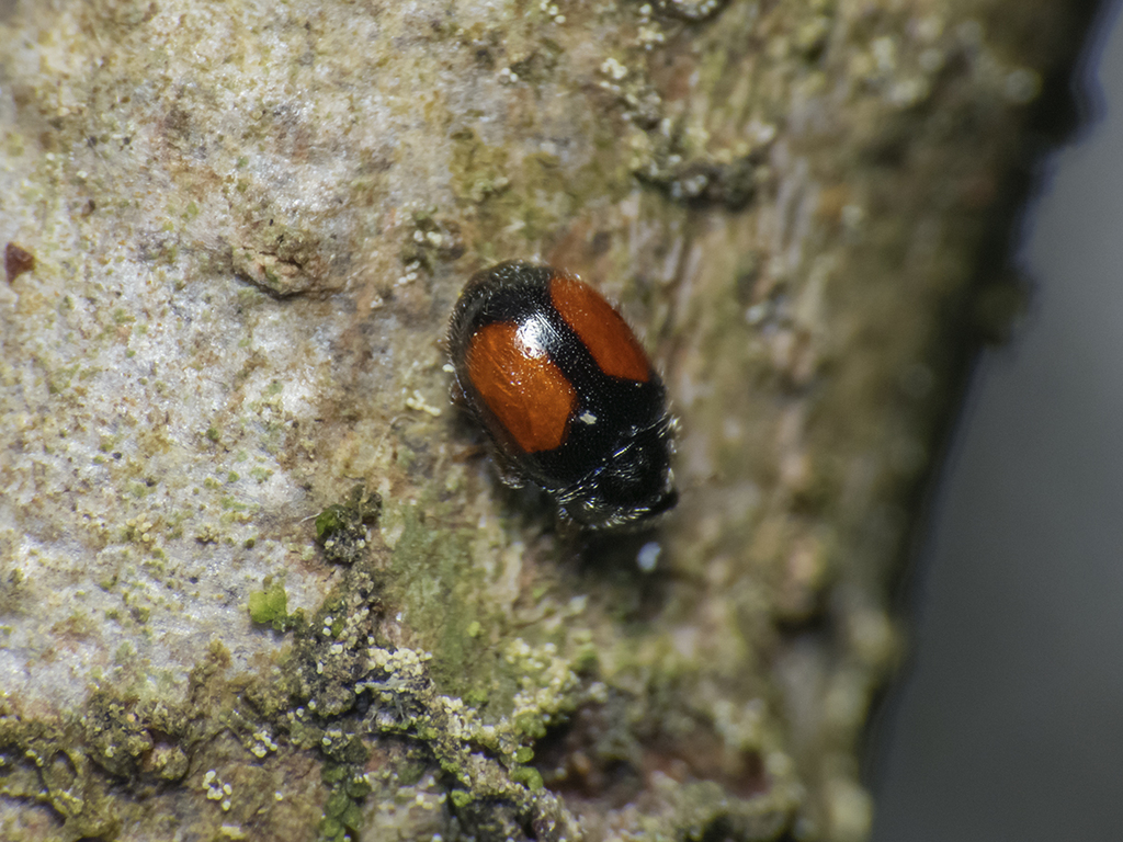 Mimoscymnus