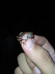 Dendropsophus joannae