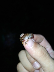 Dendropsophus joannae