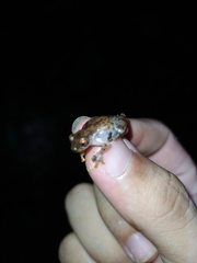 Dendropsophus joannae