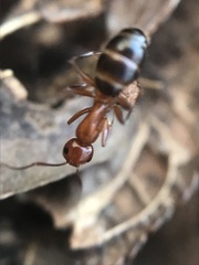 Camponotus discolor