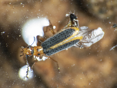 Hylodanacaea marginipennis