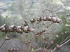 Sideritis perfoliata