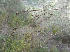 Sideritis perfoliata