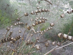 Sideritis perfoliata