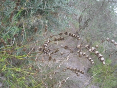Sideritis perfoliata