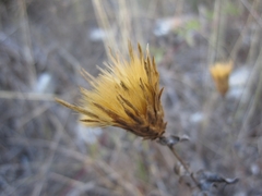 Klasea cerinthifolia