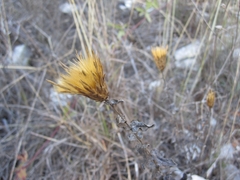 Klasea cerinthifolia