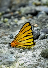 Dodona adonira