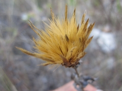 Klasea cerinthifolia