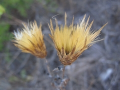 Klasea cerinthifolia