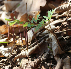 Corydalis angustifolia