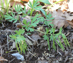 Corydalis angustifolia