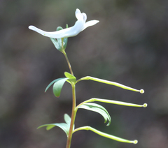 Corydalis angustifolia