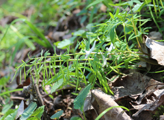 Corydalis angustifolia
