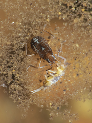Microvelia chilena