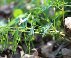 Corydalis angustifolia