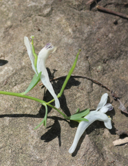 Corydalis angustifolia