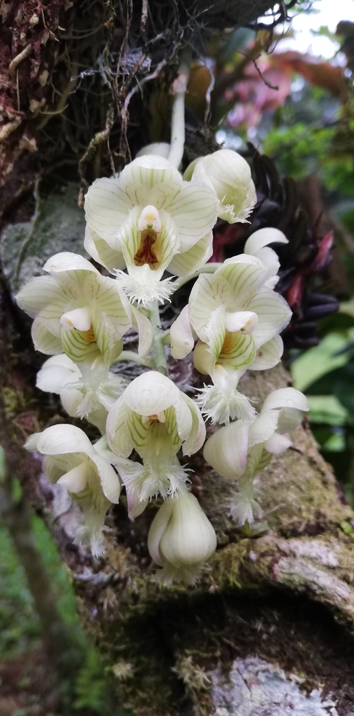Clowesia