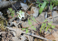 Corydalis angustifolia