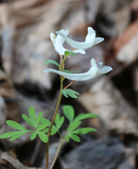 Corydalis angustifolia