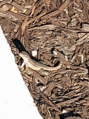 Leiocephalus carinatus