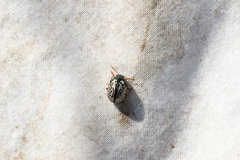 Calligrapha apicalis